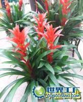 杭州植物花卉租赁 为企业与家庭注入绿色生机