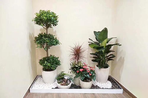 南宁植物租赁公司,花卉盆景租摆,南宁花卉植物出租_广西一匹狼园林工