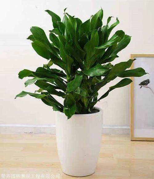 重庆植物租摆重庆花卉租赁重庆植物出租绿植租摆
