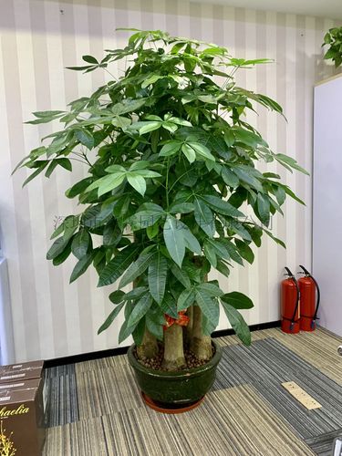 绿植花卉租赁租摆品种齐全落地植物租赁