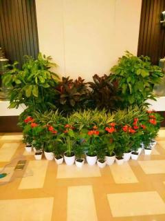 苏州室内外花卉租摆,办公室绿植租赁,植物盆栽养护