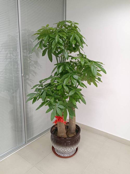 李朗花卉绿植出租vs自行购买:办公室绿植盆景租赁到底怎么选?