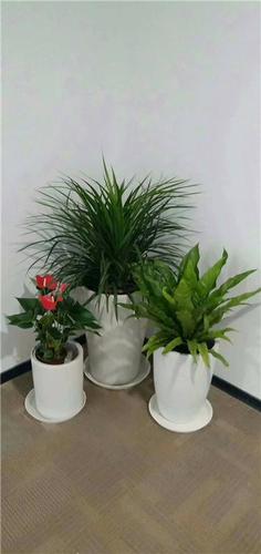 写字楼植物花卉租赁出租服务公司北京绿锦缘