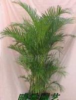 提供杭州植物租赁-杭州花卉租赁-杭州服务[供应]_其他二手设备转让_世界工厂网中国产品信息库